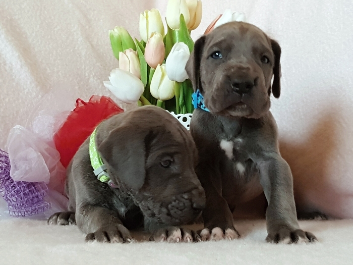 Litter Q - 3 weeks